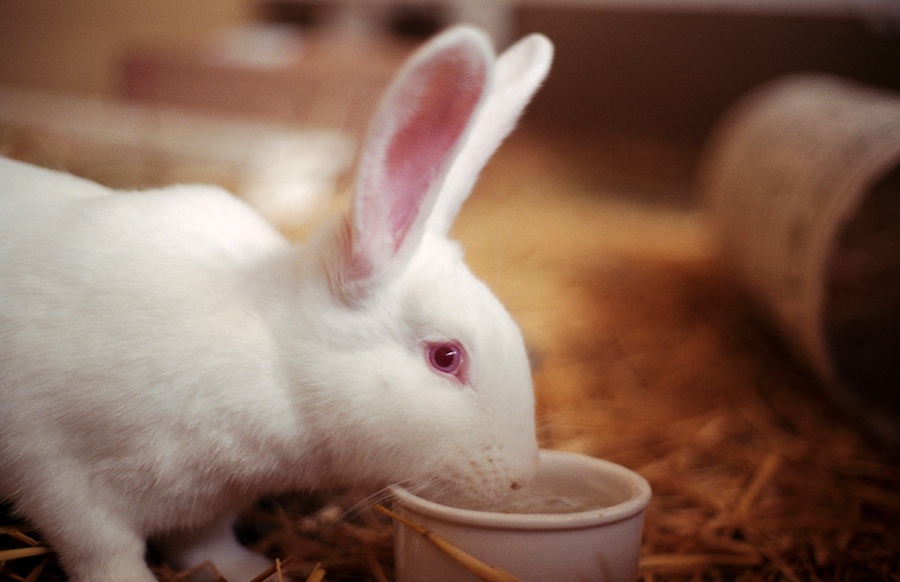 rencontre entre chien lapin