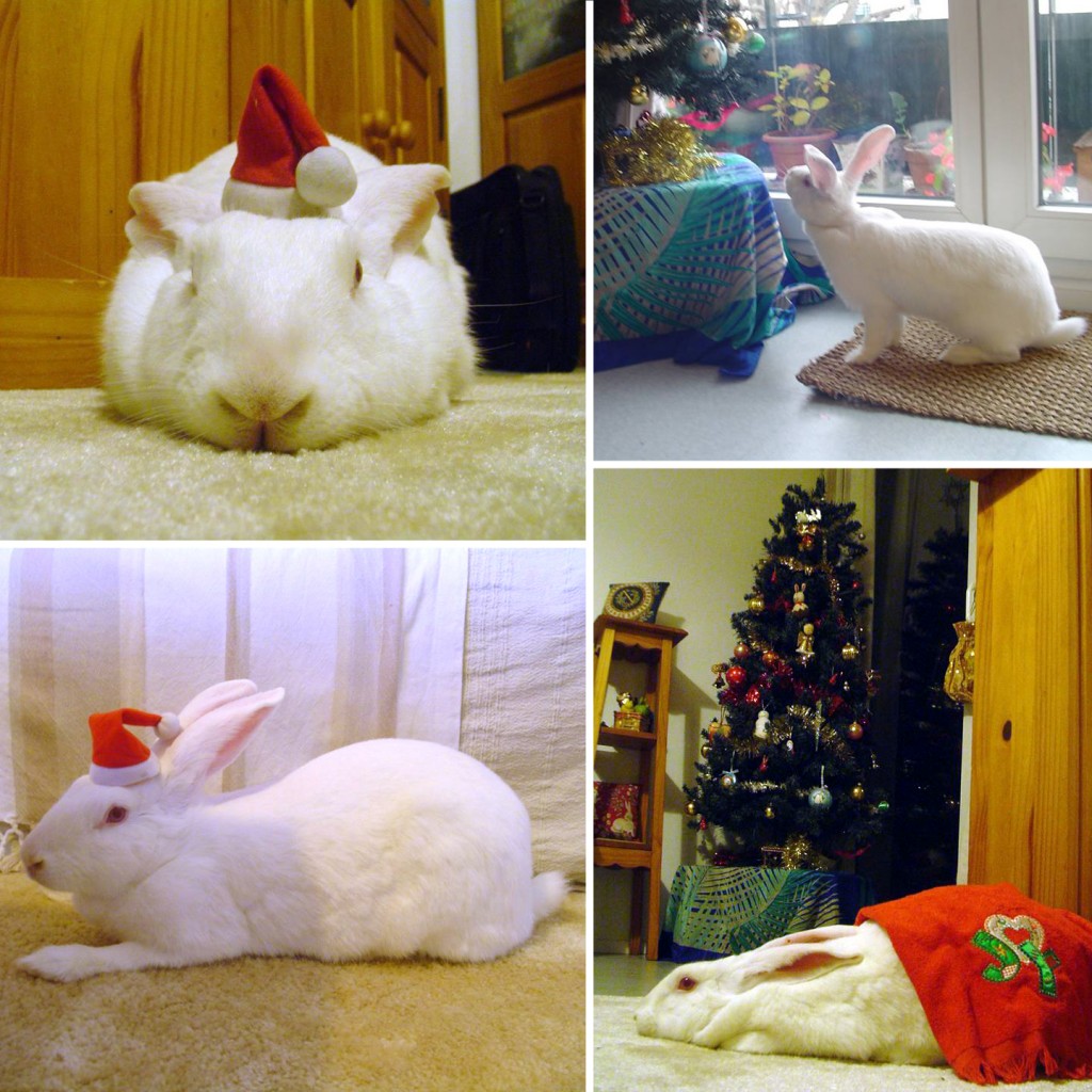 ArwenNoel
