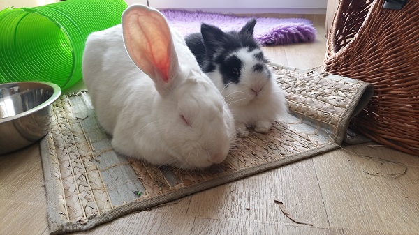 Herbe ou foin pour le lapin de compagnie- la dure vie du lapin urbain