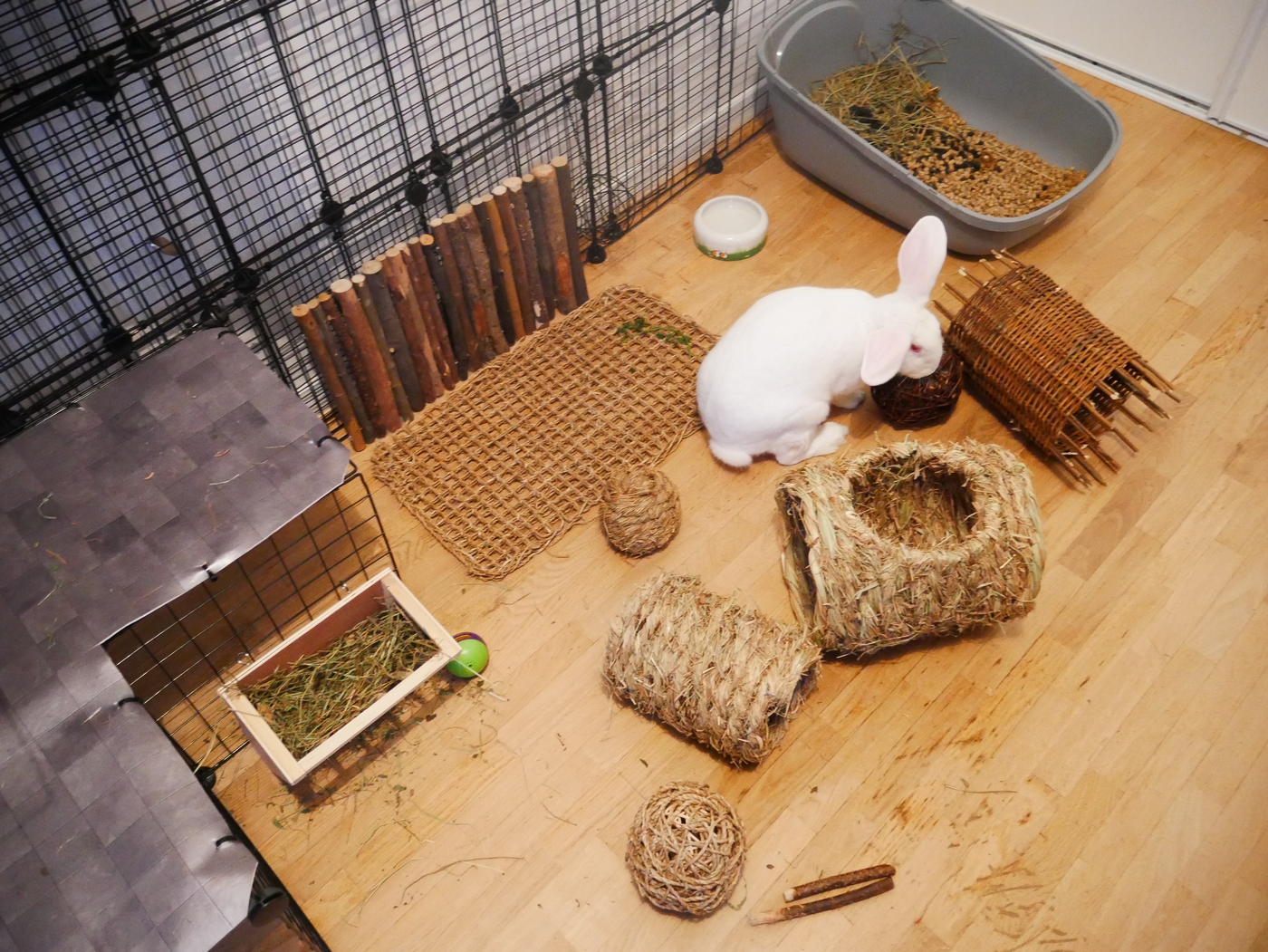 jouer pour lapin